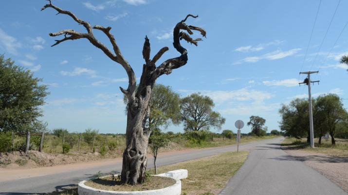 13. Árbol Histórico de Manogasta